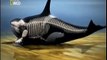 Ataque Animal: Orcas (Dublado) Documentário Completo National Geographic