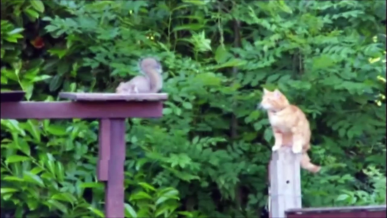 NEVER TURN YOUR BACK ON A SQUIRREL