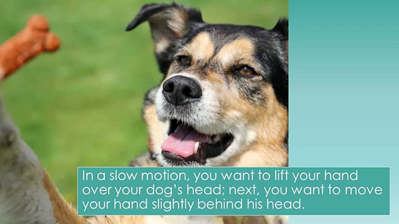3 Simple Tricks To Teach Your Dog