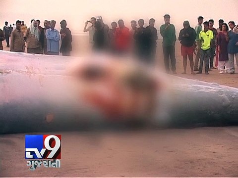 Large Bryde's whale washed ashore Juhu beach, Mumbai - Tv9 Gujarati