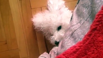 BICHON FRISE LUNA- LOVER DOG