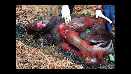 NUTELLA  : La vraie recette !!