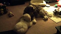 Copy of Sally the Bichon Frise playing with Toby the Cockalier