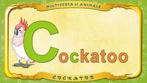 Multipedia of Animals. Letter C - Cockatoo