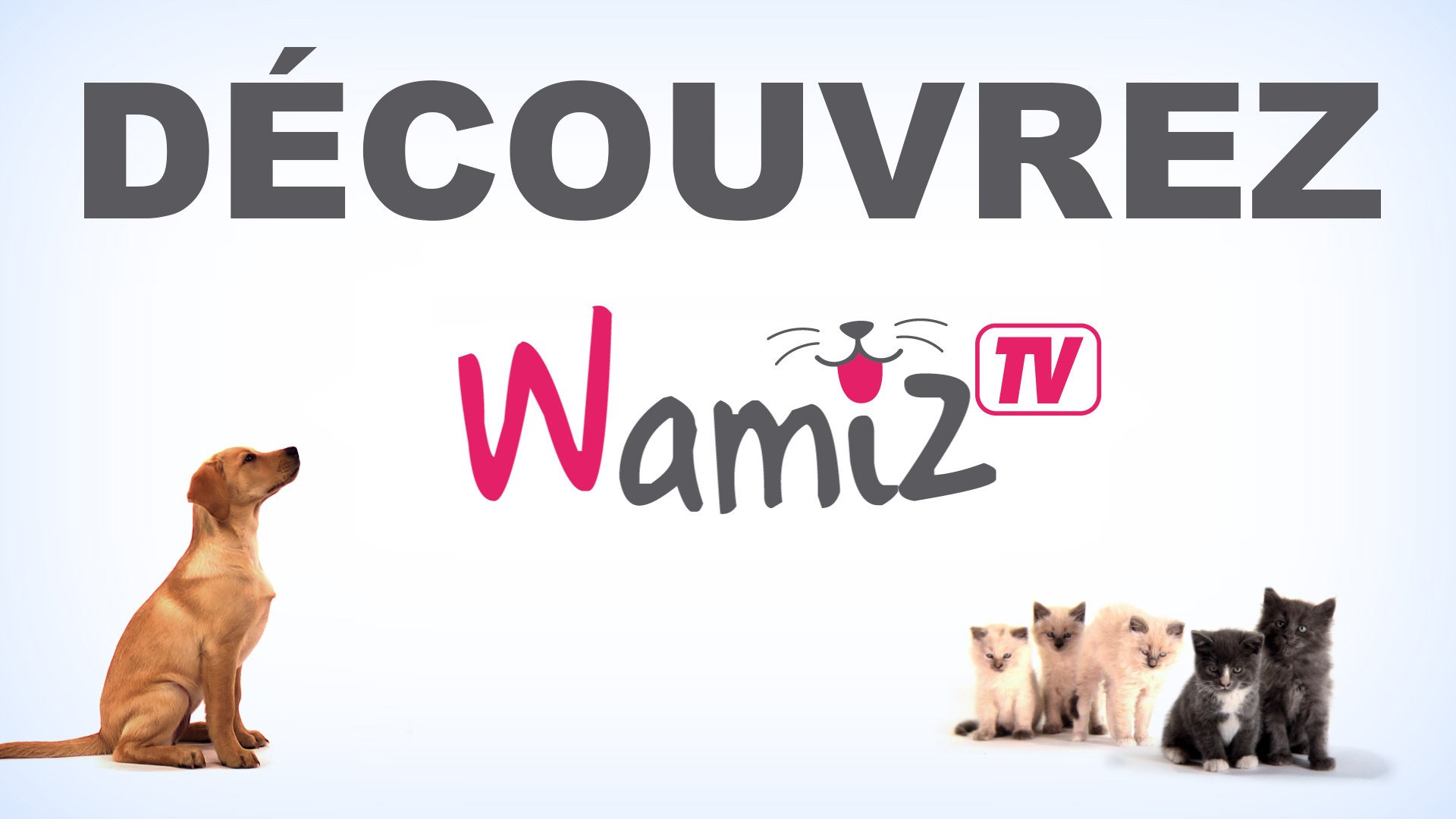 Découvrez Wamiz Tv