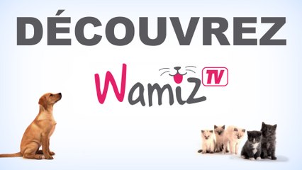 Découvrez Wamiz TV !