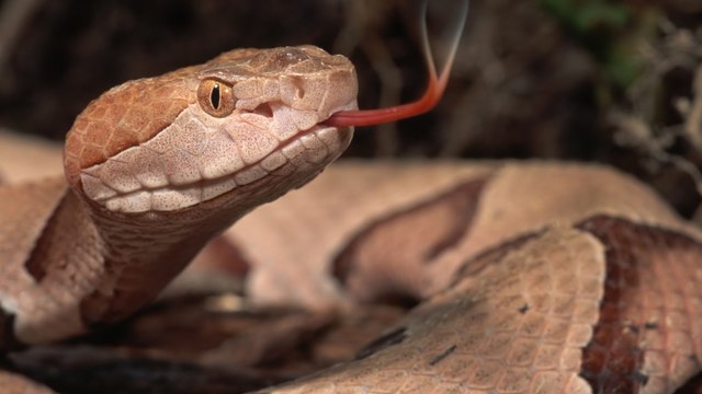 پاکستانی سیاسی زہریلے سانپوں کی کہانیاں -Khara Such With Mubashir Lucman 28 January 2016 Channel 24 - pakistani news-HD