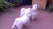 Max and Ollie the singing Bichon Frise and Havanese, they like their Ice Cream !!!
