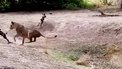 African wild dogs attacking a Lion