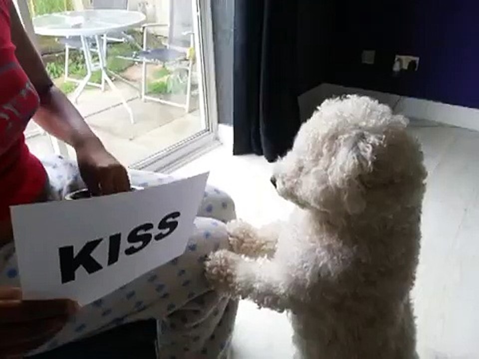 Mushu the Bichon Frise reading
