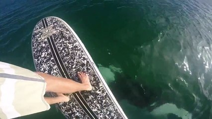 Nouvelle Zélande : Un homme sur son paddle fait la rencontre d’une orque