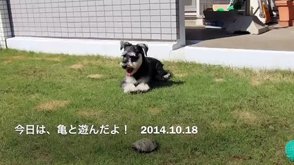 Komugi(Miniature Schnauzer)& Azuki(Bichon Frise) 48