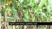 Rubber farmers move to Organic Vegetable Farming|കുളത്തുപ്പുഴയിലെ വൈവിധ്യവത്കരണം