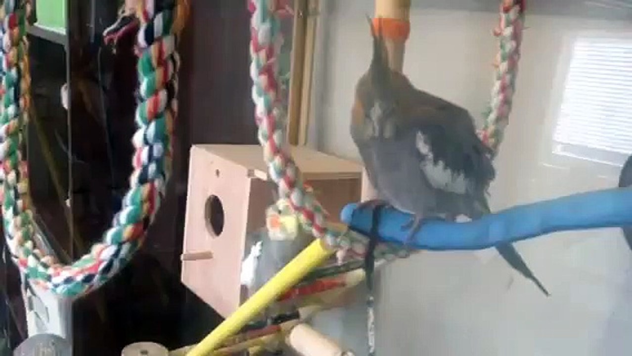 How to build an aviary Part 1