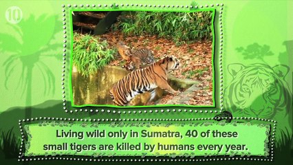 10 Animals That May Go Extinct In The Next 10 Years