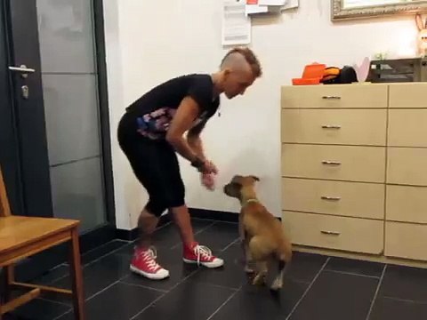 Clickertraining - erweiterter Blickkontakt