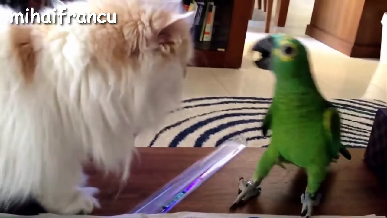 Funny Parrots Annoying Cats Compilation -- NEW HD