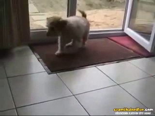 Ayağının Pisiyle Eve Girmeyen Titiz Köpek