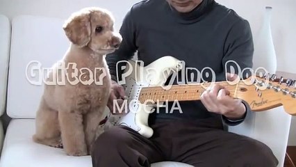 This Guy Starts Playing His Guitar, But Keep Your Eyes On The Dog