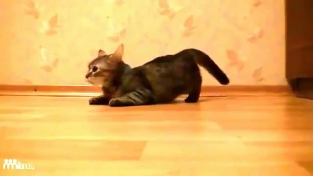 Самый быстрый кот в мире. Прикол. Животные. Прикол 2016. Самое смешное