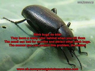 STINK BUG CONTROL