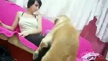 dog wants to mate with a beautiful girl -