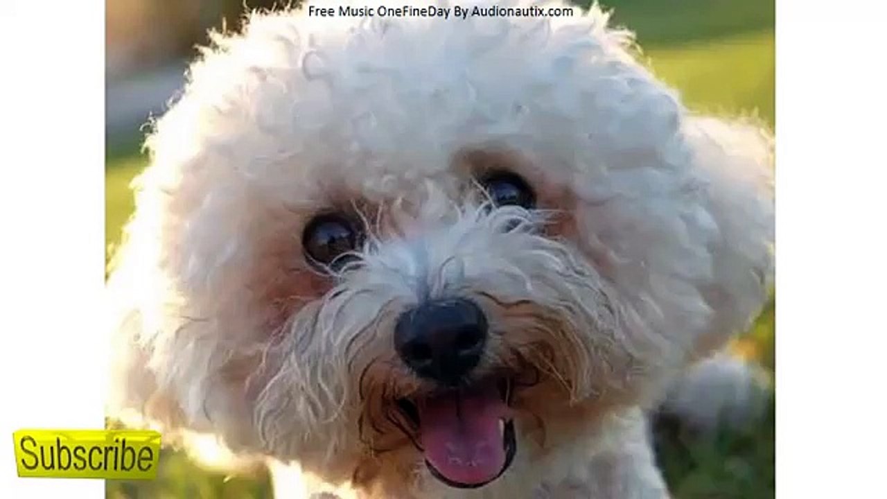 Bichon Frise Puppies