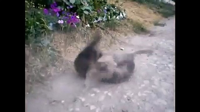 Два кота в клочья рвут друг друга, очень жесткая драка котов!