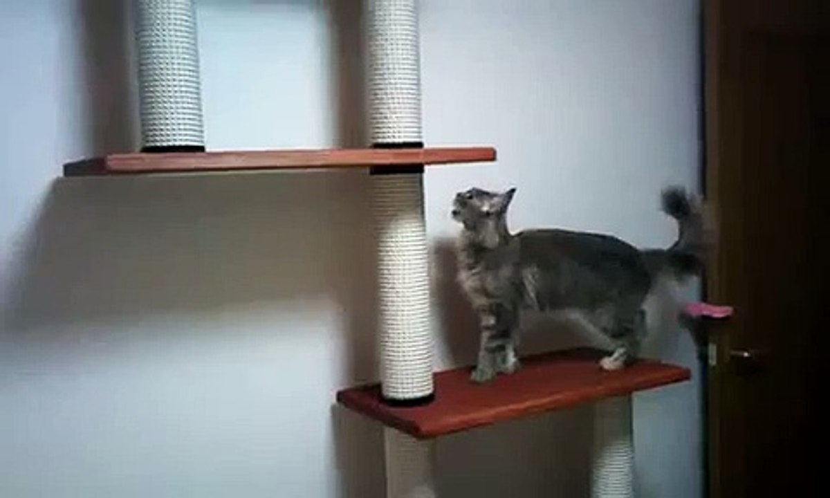 Классные полки для кота