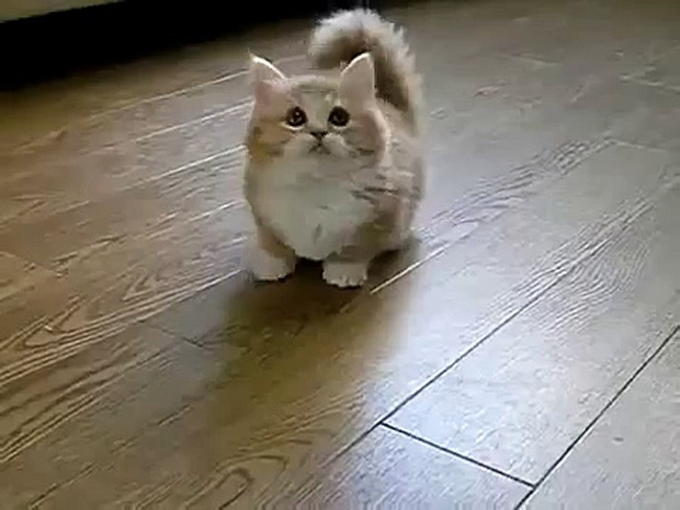 Классный и прикольный пушистый котенок
