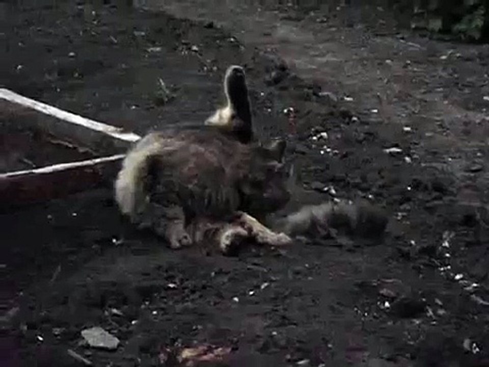 Кот в раздумьях, будет дождь или нет