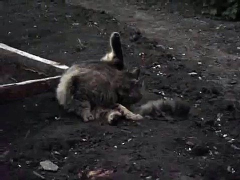 Кот в раздумьях, будет дождь или нет