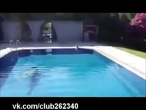 Кот возле бассейна очень сильно испугался