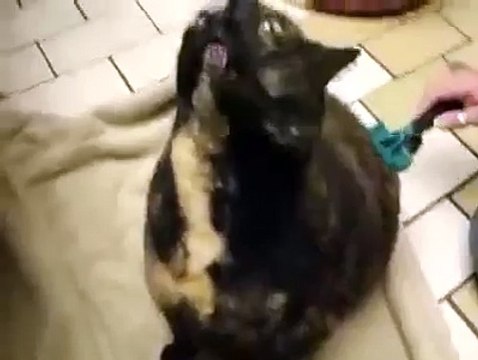 Кот вызывает дьявола МЕГА ПРИКОЛ