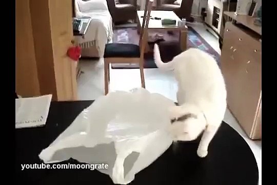 Кот застрял в пакете СУПЕР ПРИКОЛ С КОТОМ