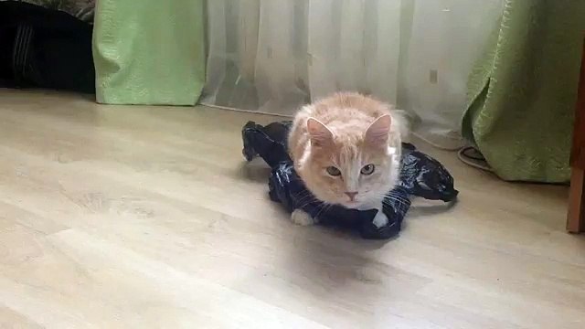 Кот на скользком полу ПРИКОЛ