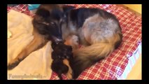 Funny Animals Adopt Other Animals Compilation