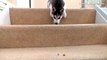 Des chiens en galère pour descendre les escaliers - Compilation hilarante