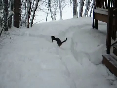 Два кота весело играют в сугробах