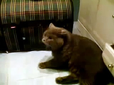 Злобная кошачая тварюка на всех орет. ПРИКОЛ про кота