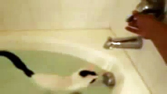 Кот очень любит купаться_cat that likes water