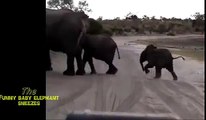 Baby Elephant Play with his Mother-Cute Animal Videos-Funny Animal videos-Baby Elephant