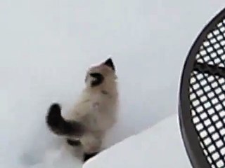 Котенок гуляет по снегу