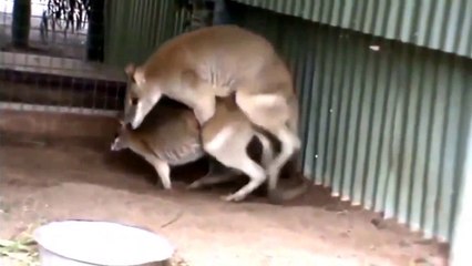 Animals Mating - Top Funny Animal Mating 2016