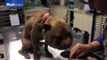 Pitbull with swollen head rescued just in time from owners _ Daily Mail Online
