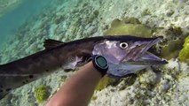 Pesca subacquea a CUBA Parte 1 - Barracuda, cernie e parghi nel mare dei Caraibi