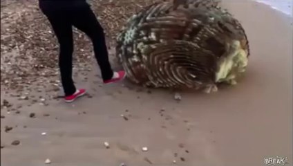 Цунами вынесло на берег Японии невиданный объект