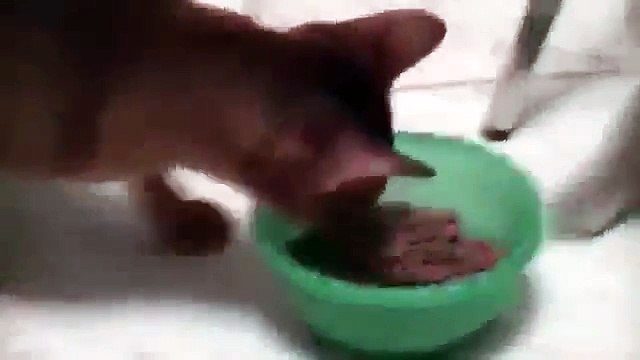 Два кота отбирают друг у друга миску