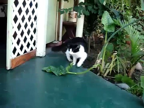 Кот загонял мышь по полной программе