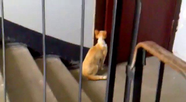 Кот звонит в звонок на двери ПРИКОЛ